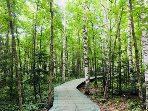 五一“森呼吸” 来场“洗肺”之旅！.jpg